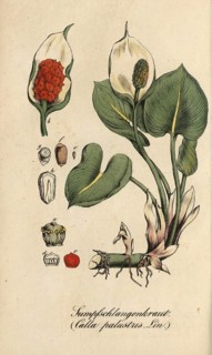 European poisonous plants, Dragonwort, Calla palustris, also Swamp Calla, Swamp Calla, Snakewort,