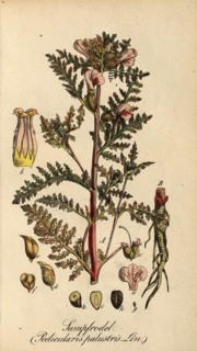 European poisonous plants, marsh lousewort, Pedicularis palustris, authentic, digitally restored