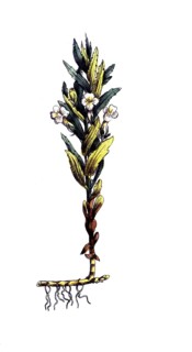 European poisonous plants, herb of mercy or herb of God, Gratiola officinalis, digitally restored