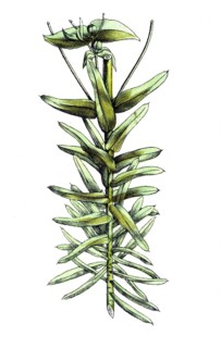European poisonous plants, cruciferous milkweed, Euphorbia lathyris, also spring milkweed,