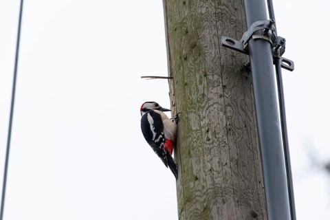 Great spotted woodpecker (Dendrocopos major) pecking on a utility pole in the city. Stuttgart,