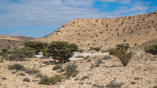 Frankincense trees (Burseraceae) in a barren landscape, Oman