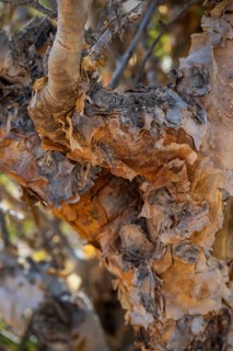 Trunk of frankincense tree (Burseraceae), Oman
