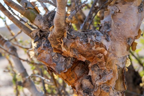 Trunk of frankincense tree (Burseraceae), Oman