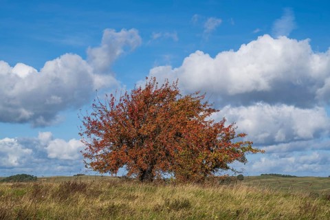 Tree with autumn colors on the high bank of Klein Zicker, exposed, white clouds, nature reserve,