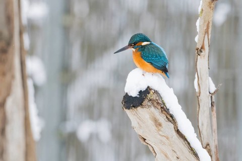 A kingfisher (Alcedo atthis) sits on a snow-covered branch and looks down, Hesse, Germany
