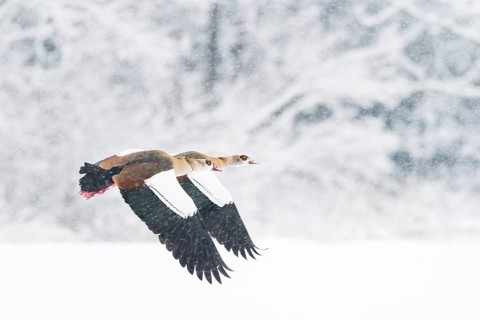 Two Nile Geese (Alopochen aegyptiacus) flying in snowfall against a background of snow-covered