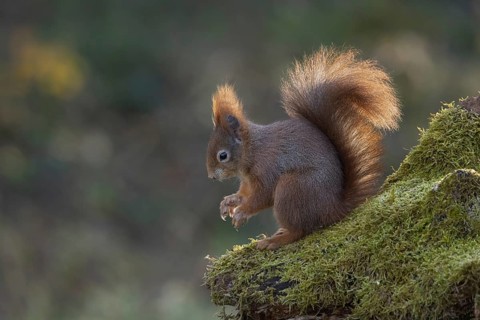 Red squirrel (Sciurus) on rootstock