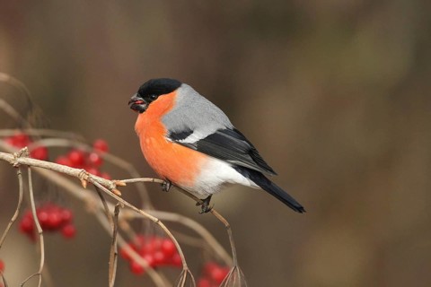 Bullfinch (Pyrrhula pyrrhula) Male eats berries of the common snowball bush (Viburnum opulus)