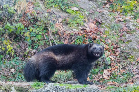 A wolverine (Gulo gulo) stands on a rocky slope covered in green vegetation. Finland