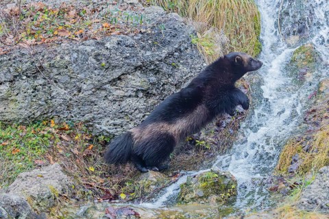 A wolverine (Gulo gulo) jumps over a small stream on a rocky slope covered with green vegetation.