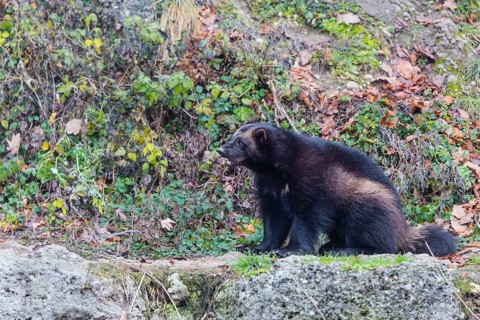 A wolverine (Gulo gulo) sits on a rocky slope covered in green vegetation. Finland