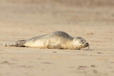 Common or Harbor or Harbour seal (Phoca vitulina) adult animal sleeping on a seaside beach,