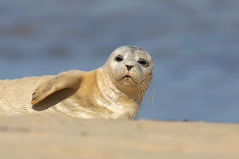 Common or Harbor or Harbour seal (Phoca vitulina) adult animal on a seaside beach, England, United