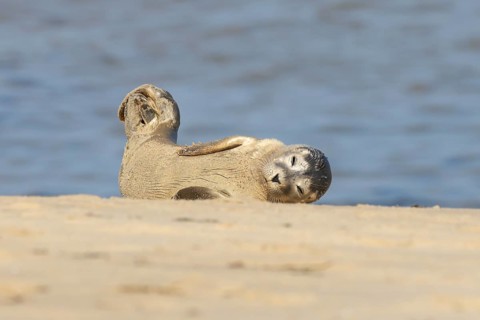 Common or Harbor or Harbour seal (Phoca vitulina) adult animal chilling out on sand on a beach,