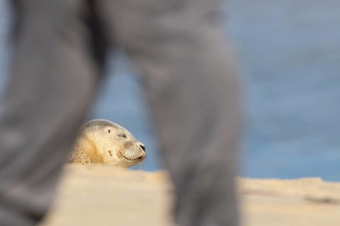 Common or Harbor or Harbour seal (Phoca vitulina) adult animal sleeping on a seaside beach with a