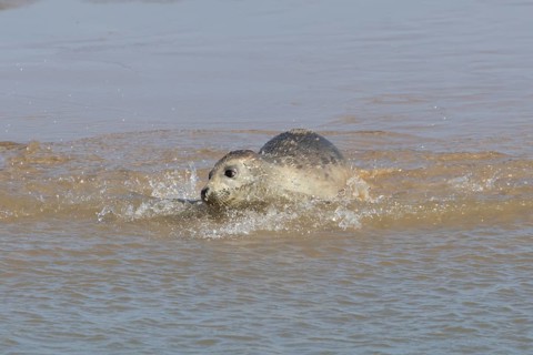 Common or Harbor or Harbour seal (Phoca vitulina) adult marine animal swimming in the shallow water