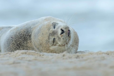 Common or Harbor or Harbour seal (Phoca vitulina) adult animal sleeping on sand on a beach,