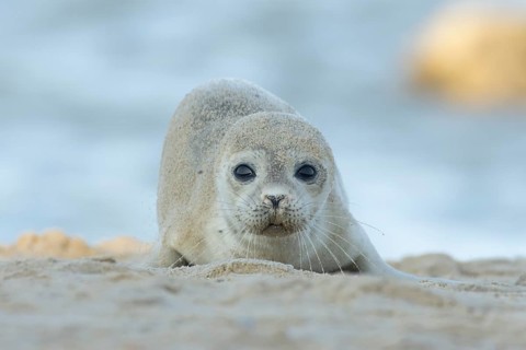 Common or Harbor or Harbour seal (Phoca vitulina) adult animal on sand on a beach, England, United