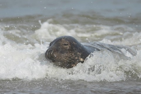 Atlantic grey seal (Halichoerus grypus) adult animal in the breaking waves of the sea on a