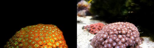 Soft coral (Sinularia brassica), fluorescent (left) and in daylight (right), Octocorallia,