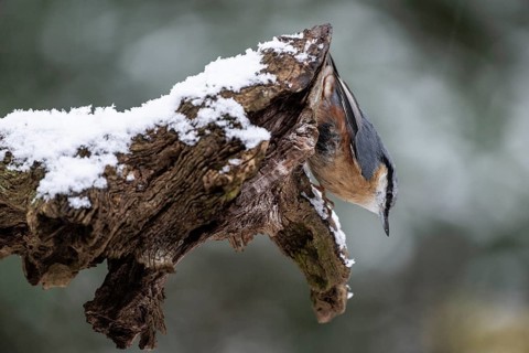 Nuthatch (Sitta europaea), Emsland, Lower Saxony, Germany