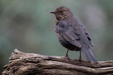 Blackbird (Turdus merula), Emsland, Lower Saxony, Germany
