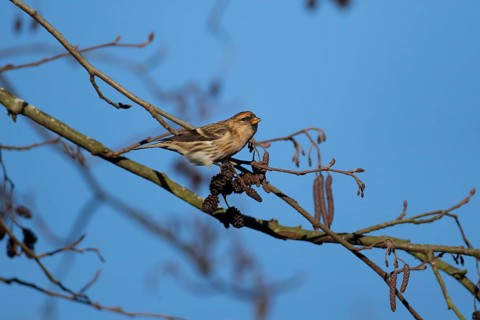 Redpoll (Acanthis flammea) adult bird in an Alder tree in winter, England, United Kingdom