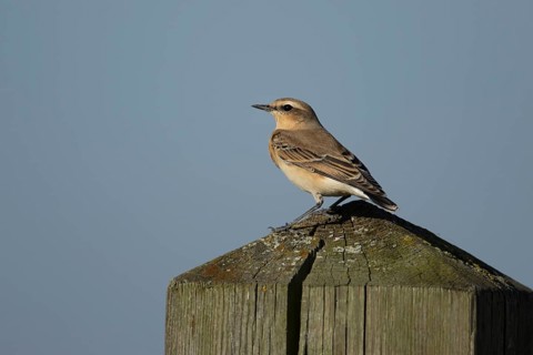 Northern wheatear (Oenanthe oenanthe) adult bird on a wooden post, RSPB Frampton marsh nature