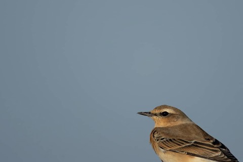 Northern wheatear (Oenanthe oenanthe) adult bird head portrait, RSPB Frampton marsh nature reserve,