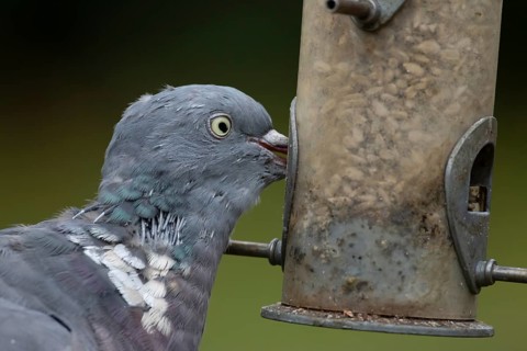 Wood pigeon (Columba palumbus) adult garden bird feeding on sunflower hearts seeds from a bird