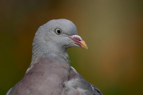 Wood pigeon (Columba palumbus) juvenile squab garden bird head portrait, England, United Kingdom