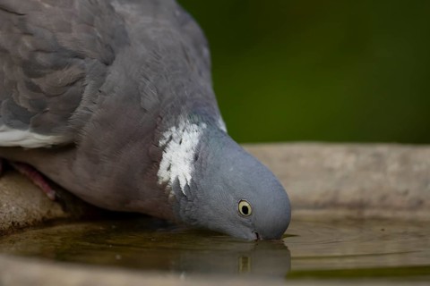 Wood pigeon (Columba palumbus) adult garden bird drinking water from a bird bath in summer,