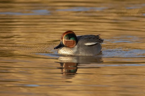 Common teal duck (Anas crecca) adult male bird on the water surface of a lake, England, United