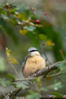 Eurasian nuthatch (Sitta europaea) adult bird on a tree branch in a woodland in autumn, Wales,