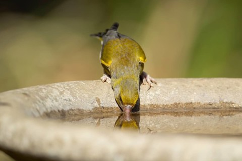 Greenfinch (Chloris chloris) adult female garden bird drinking water from a bird bath in summer,