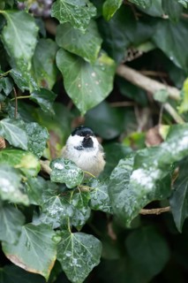 Coal tit (Periparus ater) adult garden bird in a frosted covered Ivy tree in winter, England,