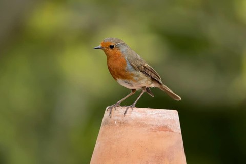 European robin (Erithacus rubecula) adult garden bird on a plant pot, England, United Kingdom