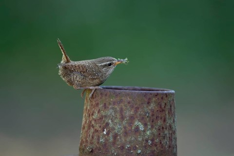 Eurasian wren (Troglodytes troglodytes) adult bird on a piece of metal in a garden with food in its