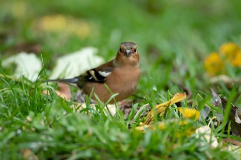 Eurasian chaffinch (Fringilla coelebs) adult male bird on a garden grass lawn in autumn, England,