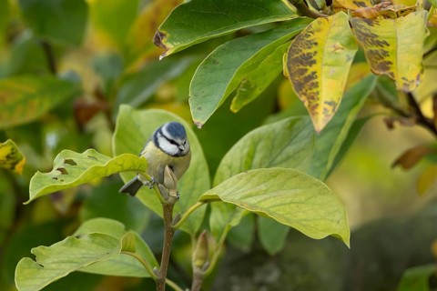 Blue tit (Cyanistes caeruleus) adult garden bird on a Magnolia tree branch amongst autumn colour