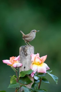 Eurasian wren (Troglodytes troglodytes) adult bird on a garden fence post with food in its beak in
