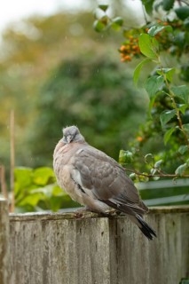 Wood pigeon (Columba palumbus) juvenile baby squab bird on a garden fence in summer, England,
