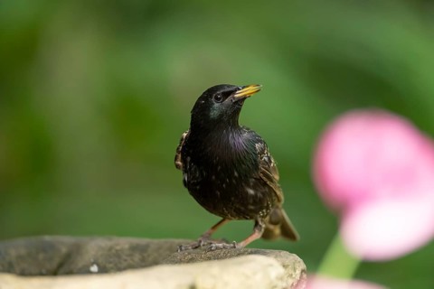 Eurasian starling (Sturnus vulgaris) adult garden bird drinking water from a bird bath in summer,