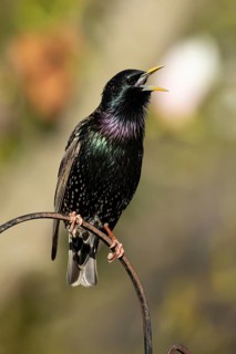 Eurasian starling (Sturnus vulgaris) adult garden bird singing in spring, England, United Kingdom