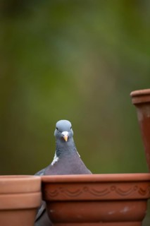 Wood pigeon (Columba palumbus) adult bird around garden plant pots, England, United Kingdom