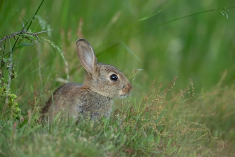 Rabbit (Oryctolagus cuniculus) juvenile baby wild animal in grassland in summer, England, United
