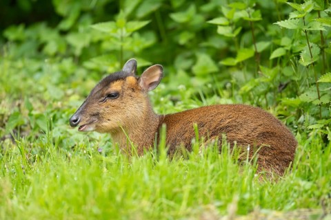 Muntjac deer (Muntiacus reevesi) adult wild animal in grassland in summer, England, United Kingdom
