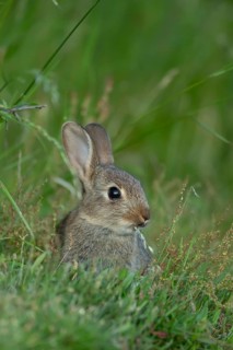 Rabbit (Oryctolagus cuniculus) juvenile baby wild animal in grassland in summer, England, United