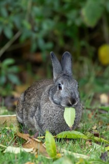 Rabbit-93528 Rabbit (Oryctolagus cuniculus) adult animal eating a leaf, Wales, United Kingdom